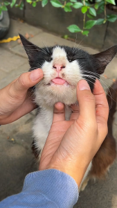 Holycatlabs Royal Care Obat Sariawan 10 ml | Bau Mulut Kucing Aman Kucing Hamil