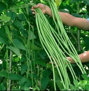 PROMO BENIH ECER KACANG PANJANG SONIA SUPER 50 BIJI TERLARIS DAN TERMURAH