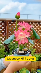 japanese mini lotus seeds