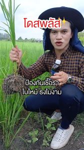 3-5 ล้านมาเพิ่มผลผลิต โดสพลัสปรับสภาพดิน 6 ขวด ตัวช่วย