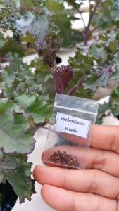 KALE เคลใบหยิกสีแดง + เคลเนโรดิทอสคาน่า หรือเคลไดโนเสาร์