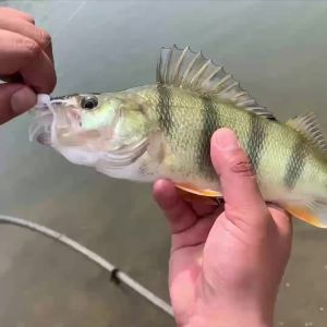 Mồi Câu Mềm Spinpoler TPR Worm Bait 13cm Mồi Giả Nổi Dành Cho Cá Bass Cá Perch Cá Trout Cá Pike - 10 Cái Mồi Đa Năng Tự Chế Tạo Hình Con Vật