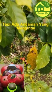 Pengendali efektif hama kopi KOPTAN Hypothenenus hampei penggerek buah