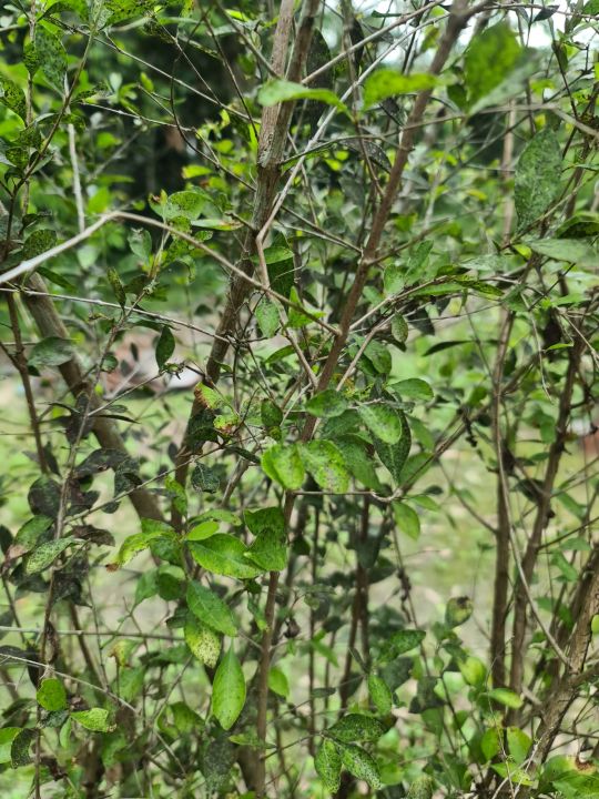 daun inai kampung,inai segar,inai asli | Lazada