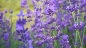100% Pure Natural Plant Lavender Essential Oil 10ML Water Soluble Oil Soothing for Aroma Humidifier