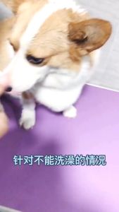 (SG Seller) Pet Dry Bath Bubble Mousse/ Pet Rinse-Free Foam/ Pet Waterless Foaming Shampoo/ No-Rinse Cat Dog Cleaning Foam