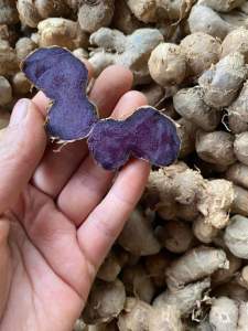 200g GỪNG ĐEN( NGẢI ĐENNGẢI TÍM) ĐÀO Ở RỪNG LOẠI LÂU NĂM. 100% không pha trộn hàng trồng