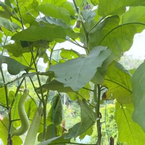 Benih Seribuan - Paket 5 Macam Bibit Aneka Terong F1 Hibrida