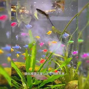 2500ml ปรับปรุงคุณภาพน้ำ ดูแลสุขภาพปลา ละลายอุจจาระ ดับกลิ่นเหม็น แท้ 100% เสริมแร่ธาตุและเอนไซม์ ให้น้ำใส จุลินทรีย์น้ำใสบ่อปลา ปรับสภาพน้ำปลา จุลินทรีตู้ปลา เพียวริฟายน้ำ น้ำยาปรับสภาพน้ำ กำจัดตะไคร่น้ำ