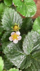 Cây Dâu Tây JUN GARDEN Giống Nhật Chịu Nhiệt Trồng Ổn Định Đang Trái Hoa Hoặc Đẻ Ngó Hướng Dẫn Cách Chăm Sóc