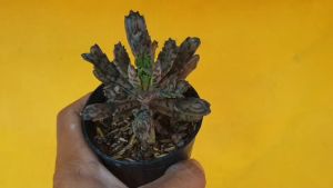 ต้นไม้อวบน้ำ กุหลาบหิน เศรษฐีล้านล้านมอนสเตอร์ Kalanchoe Daigremonliana Montrose ต้นทุนการฉีดฟิลเลอร์ 8 ชั่วโมง