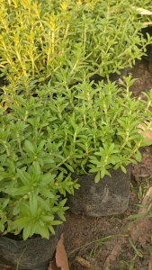 ผักแขยง” หรือ ”ผักกะแยง“  แพ๊ค4ต้น159บาท