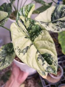 Alocasia Sinuata ALBO Variegated จำหน่ายแบบไข่เพาะชำส่งชำในถ้วยอบอย่างดี