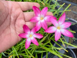 P.หัวดอกบัวดิน M101 หัวละ 7 บาท