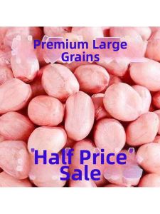 Freshly Picked Peeled Large White Kernel Peanuts