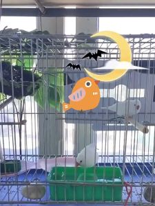 ซื้อ1แถม1 ที่ให้น้ำนก ถ้วยน้ำนก เครื่องให้น้ำ ให้อาหารนก อุปกรณ์เลี้ยงนก นกแก้ว ของใช้นก