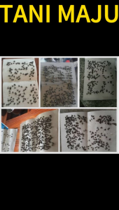 TANI MAJU / 10 unit Fly Trap Pelekat Lalat Gam Lalat Buku Lalat Lalat perangkap Fly Lure / 236