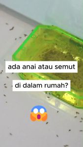 (1gm) Regent 80WG (Fipronil ) Racun Anai-anai/Semut/Lipas/Lalat putih/白蚂蚁药/蚂蚁药/蟑螂药/白粉蝶药 Termite Poison Termite Ant Poison Cockroach