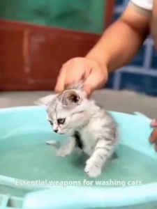 Pet Bath Brush with Soap Dispenser 2-in-1 Silicone Dog Grooming Scrubber Tool Massage Shampoo Brush for Deep Cleaning