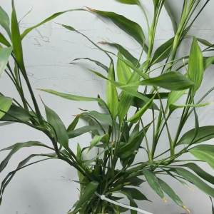 Garden Plant stakes 5/10แท่ง ไม้ค้ำต้นไม้ ยาว180/2100ซม. หนา20มม.with clip