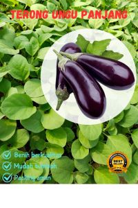 Benih terong ungu panjang paket 20 batang siap tanam bibit terong ungu siap tanam