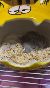 【READY-STOCK】Cooling Hamster House Small Pet Ceramic Hideout Bed Sleeping Den Guinea Pig Pet Bed House 倉鼠用品 仓鼠陶瓷 小房子