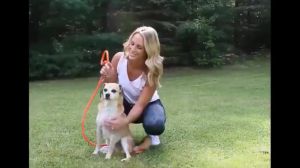 Dog Leashes Adjustable Pet Training Leash Dog Strap Rope Anti Dislodging Practical With Padded