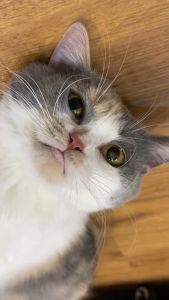 REMOV Spray Obat Jamur Kucing Dan Anjing 30ml