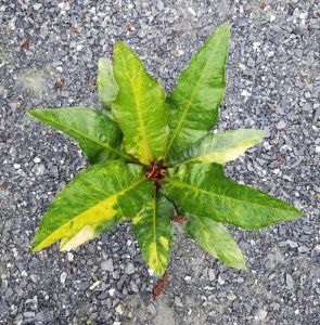 โชคเก้าชั้นด่าง กระถาง 8นิ้ว