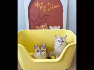 กระบะทรายแมว ขอบสูง ไซส์จัมโบ้ พร้อมที่ตัก ขนาด 47x40x20 cm.