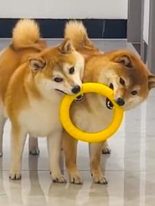 Dog Toys Interactive Teeth Grinding Chew Resistant Fly Disk Ring Tug of War Ball for Corgi Large Breeds Boredom Buster Training