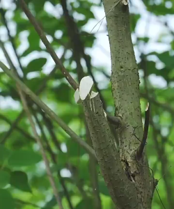 sk5 เคียวแมงกานีสแท้ เหล็ก เคียวเกี่ยวข้าว ใบมีดคมแบบไม่รีล  มีดเคียว มีดพร้า เคียวแมงกานีส เคียวเหล็กแมงกานีส เคียวเกี่ยวหญ้า มีดตัดกล้วย 40-160cm