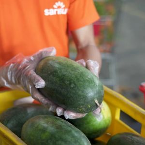 SukiGrocer Watermelon Sugarbaby APPROX 3.8-4.3 Kg