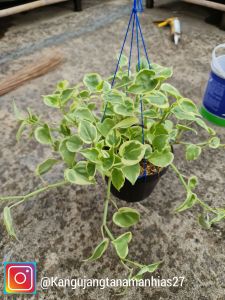 Tanaman Hias Gantung | Terang Bulan ( 1 Pot Rimbun )