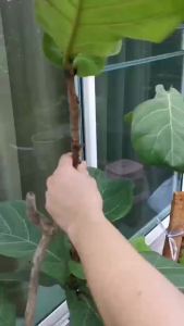 🔥รุ่นใหม่🔥 ตุ้มตอนกิ่ง ตุ้มตอนกิ่งพลาสติก ลูกบอลตอนกิ่ง ขยายพันธุ์พืช ตอนกิ่ง ตอนต้นไม้ ตอนกิ่งไม้