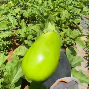 300 เมล็ด เมล็ดพัน มะเขือยักษ์ สีเขียว งอกง่ายโตไว ลูกใหญ่ยักษ์ ทานดิบได้