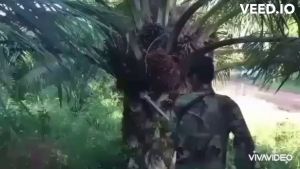 อุปกรณ์ตัดแต่งกิ่งก้านปาล์มน้ำมัน เปลี่ยนหัวได้ 3 แบบ ทั้งเสียมแทงปาล์ม เคียวปาล์ม ใบเลื่อย สินค้ามีอนุสิทธิบัตรห้ามลอกเลียนแบบ