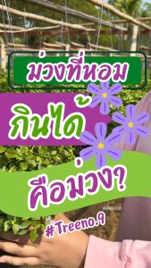 Treeno.9 T331 ม่วงเทพรัตน์ หลากสี (Persian Violet) กระถาง 8 นิ้ว / สูง 30-35 ซม. / ไม้ประดับ ไม้ดอก ดอกไม้กินได้ (ต้นไม้)