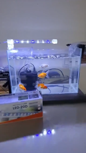 การรับรองTISI✅โคมไฟ LED แบรนด์ Bonetar เป็นไฟสีขาว-ฟ้า D10/D20/D30/D40 สำหรับเลี้ยงปลา สัตว์น้ำทุกชนิด และสามารถเลี้ยงต้นไม้น้ำได้