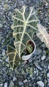 Cây Môn Quan Âm - Tổng thể tầm 20-30 cm - Lá Gân đặc biệt!