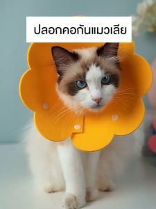 Bigmall ปลอกคอแมว คอลล่าแมว ปลอกคอกันแมวเลีย No.Y1741