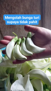 Benih Turi Putih Unggul 15 Gram Gemah Seed Ratusan Biji Untuk Pakan Ternak Atau Sayur
