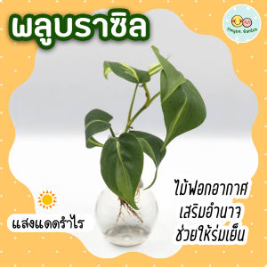 ❤ โปร 2.2 ❤ (3 กิ่งลด 5.-) พลูบราซิล ไม้มงคล ต้นไม้ปลูกน้ำ ต้นไม้เลี้ยงในน้ำ เลี้ยงง่าย ไม้ฟอกอากาศ ต้นไม้ในร่ม แดดรำไร ประดับบ้าน โต๊ะทำงา