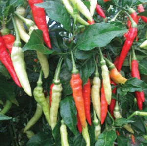 bibit tanaman cabai rawit merah cabe rawit super pedas