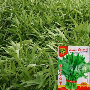 เมล็ดผักบุ้งจีนใบไผ่พันธุ์ไผ่เงิน 120 เมล็ด🌱 ปลูกง่ายโตไว เก็บกินได้ใน 30 วัน! พร้อมส่งฟรี