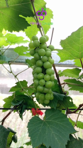 Bibit Anggur Import Tamaki