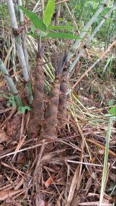 ไผ่ปักกิ่ง แทร้ 100% ลำใหญ่ หน่อใหญ่หวาน ปลูกง่าย ทนแล้ง ฟรี!! คู่มือการปลูกและดูแลไผ่