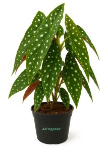 tanaman hias begonia Maculata polkadot versi jumbo p25