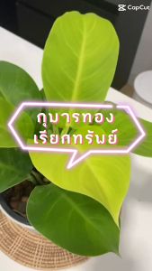 5 นิ้ว กระถาง กูมารทองเรียกทรัพย์ ไม้มงคล ต้นไม้ฟอกอากาศ