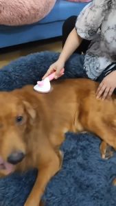 Sisir Grooming Kucing Anjing Kelinci: Alat Penting untuk Kesehatan Hewan Peliharaan